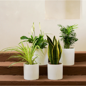 plant newbie