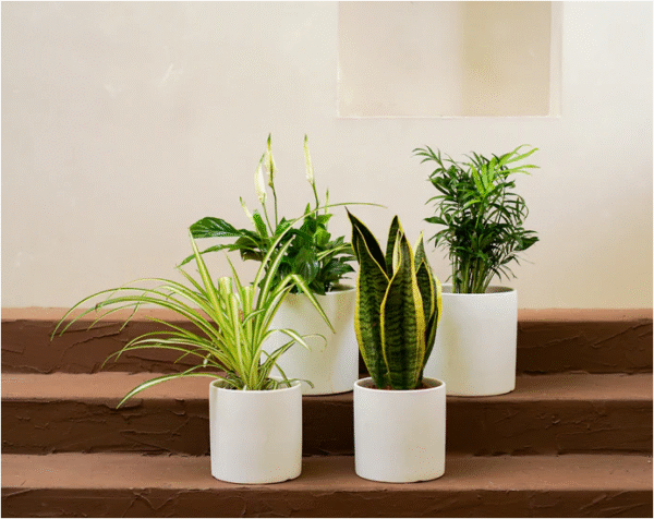 plant newbie