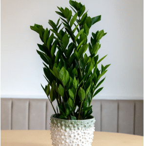 zz plant