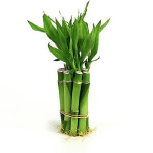 lucky bamboo stick