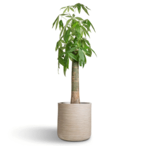 money tree