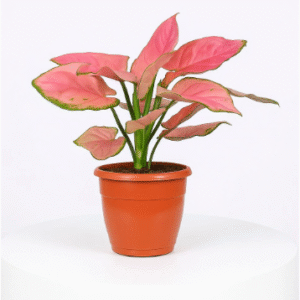 aglaonema pink