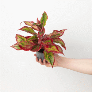 aglaonema red
