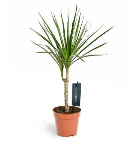 dracaena marginata head