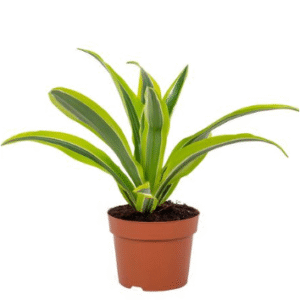 dracaena lemon lime head