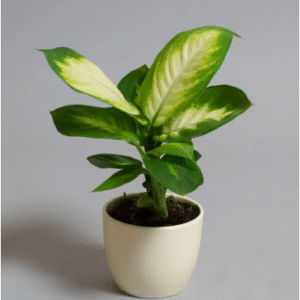 dieffenbachia camilla