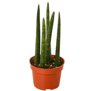 snake plant cylindrica