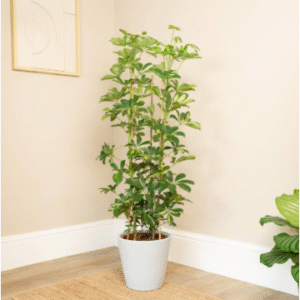 variegated umbrella plant