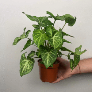 arrowhead plant