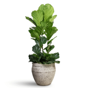fiddle leaf tree