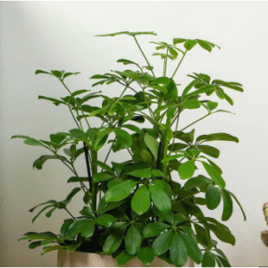 umbrella plant