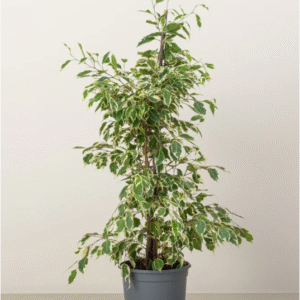ficus benjamina starlight