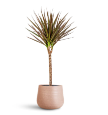 dracaena marginata