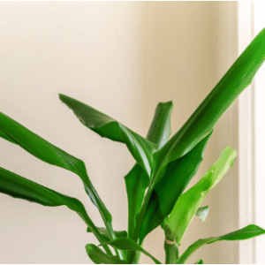 cornstalk plant