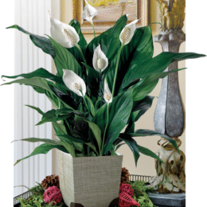 peace lily