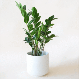 zz plant