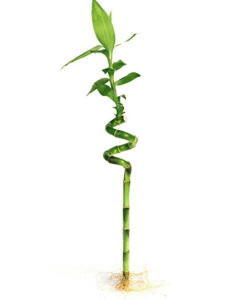 lucky bamboo stick