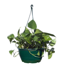 hanging money plant