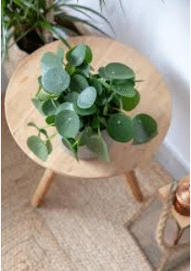 money plant
