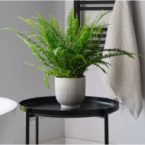 boston fern