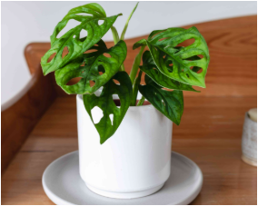swiss cheese plant