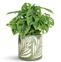 monkey monstera