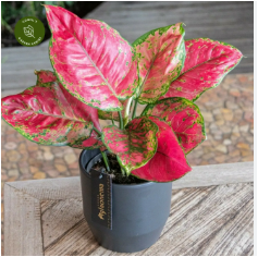aglaonema red