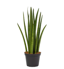 snake plant cylindrica
