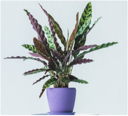 calathea lancifolia