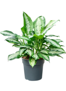 aglaonema pattaya beauty
