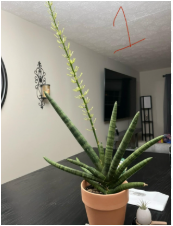 starfish sansevieria