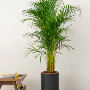 areca palm