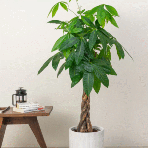 money tree