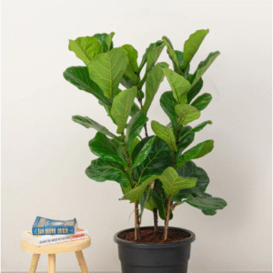 fiddle leaf plant