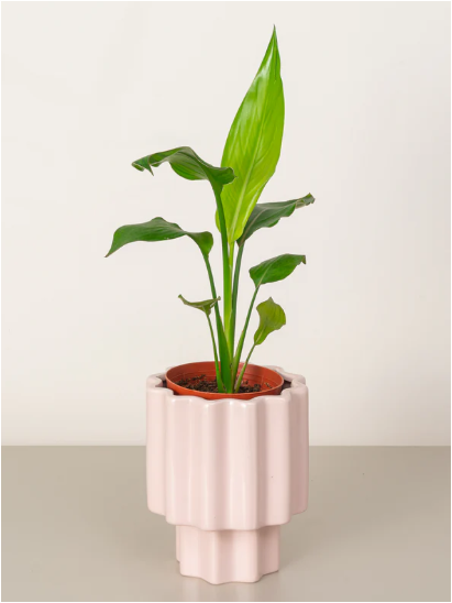 bird of paradise bird of paradise