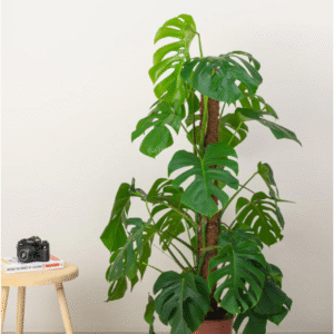 swiss cheese plant
