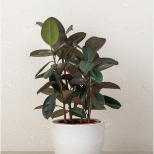 rubber plant