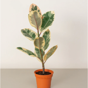 variegated rubber plant