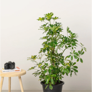 variegated umbrella plant