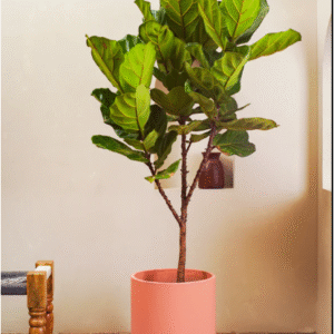 fiddle leaf tree