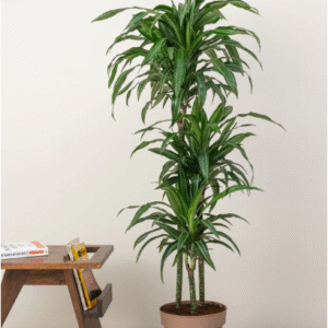 dracaena warneckii