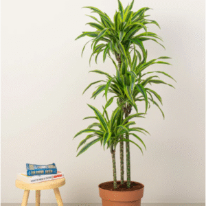 dracaena lemon lime