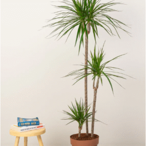 dracaena marginata