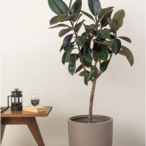 rubber tree
