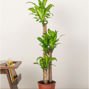 cornstalk plant