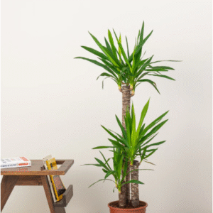 yucca