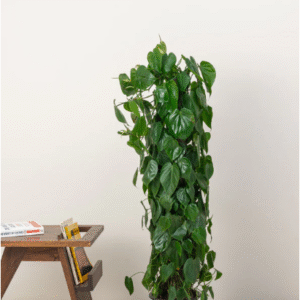 philodendron scandens climber