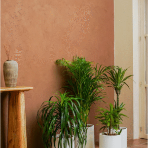 palm set