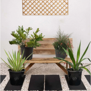 desert plant bundle