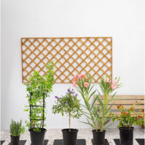 mediterranean plant bundle
